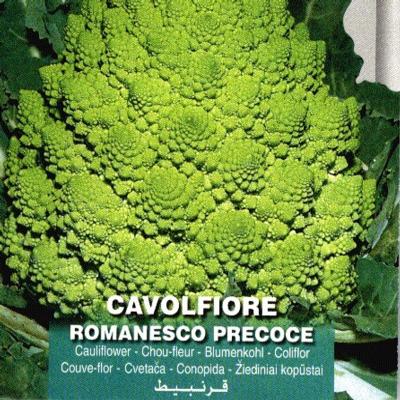 brassica-oleracea-convar-botrytis-var-botrytis-romanesco