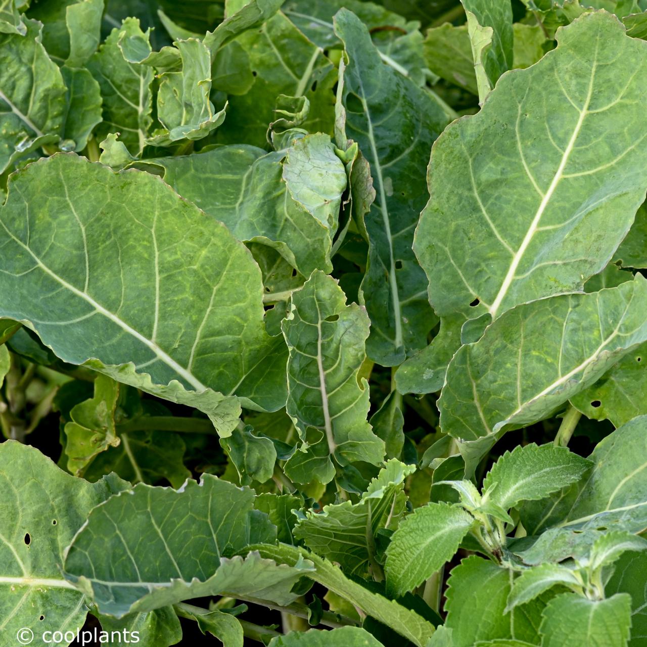 Brassica oleracea 'Daubenton' plant