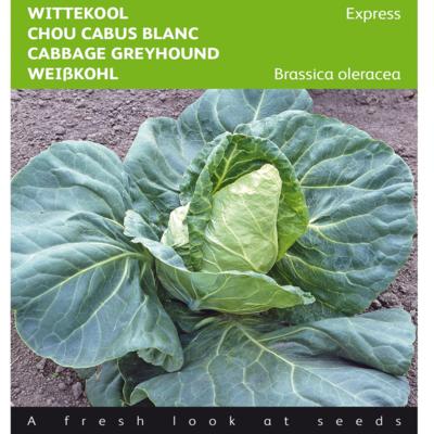 brassica-oleracea-express