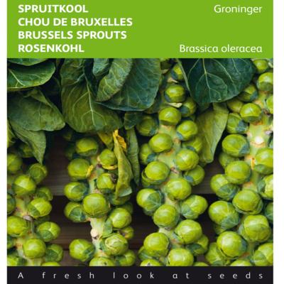 brassica-oleracea-groninger