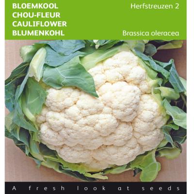 brassica-oleracea-herfstreuzen-2