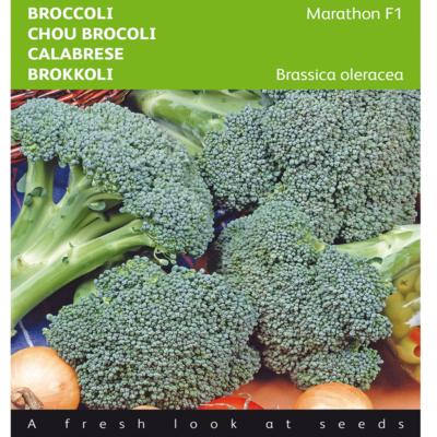 brassica-oleracea-marathon-f1