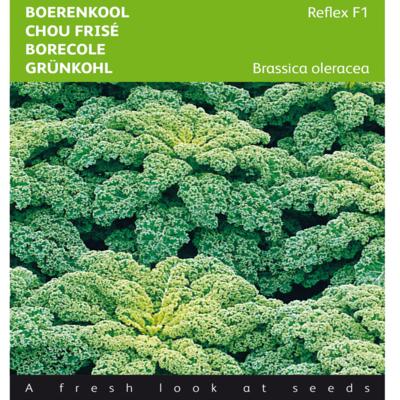 brassica-oleracea-reflex-f1