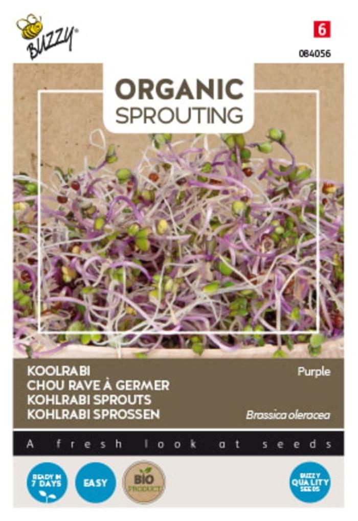 Brassica oleracea 'Sprouting Koolrabi blauwpaars' (BIO) plant