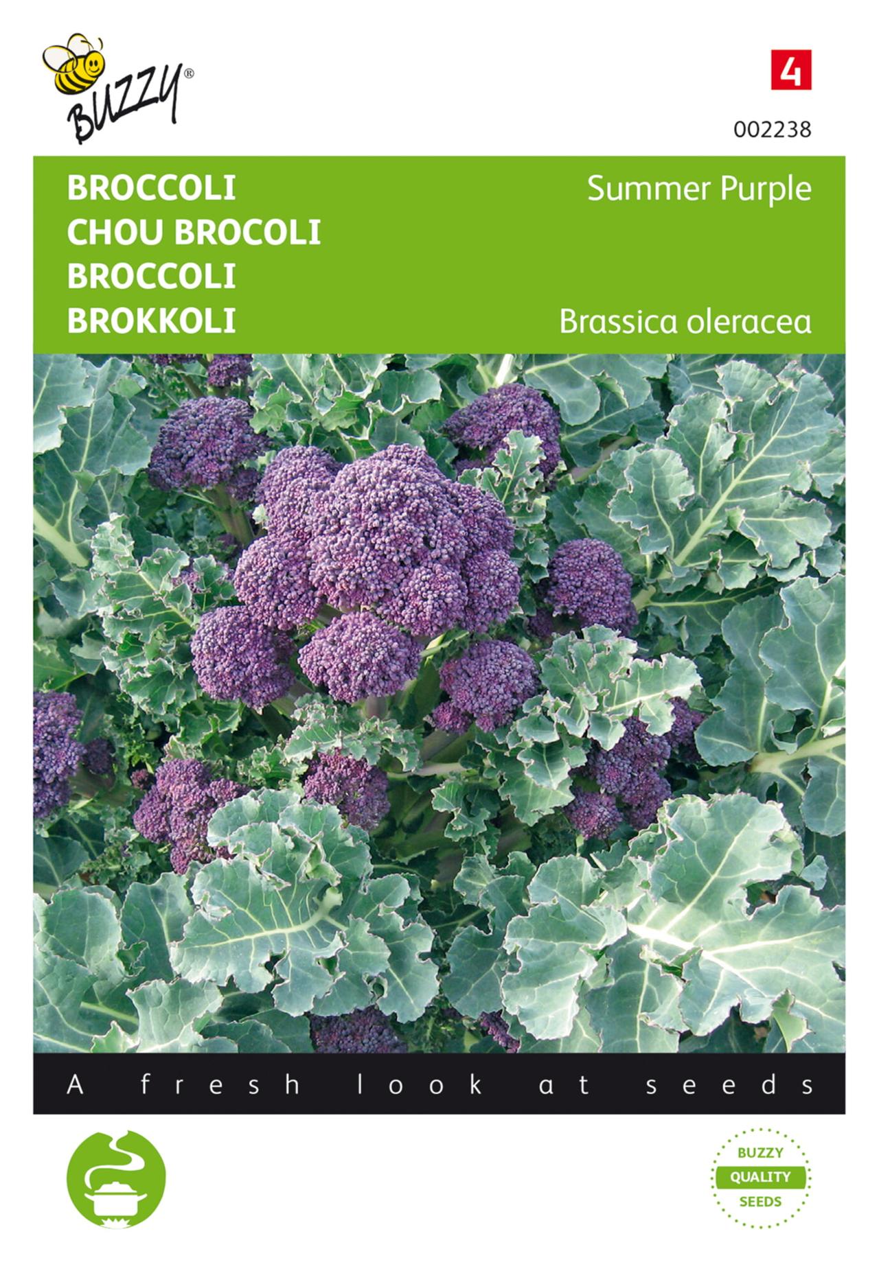 Brassica oleracea 'Summer Purple' plant