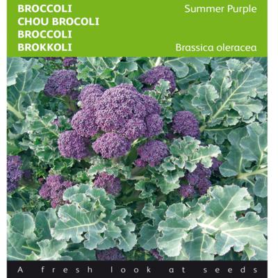 brassica-oleracea-summer-purple