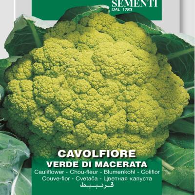 brassica-oleracea-verde-de-macerata