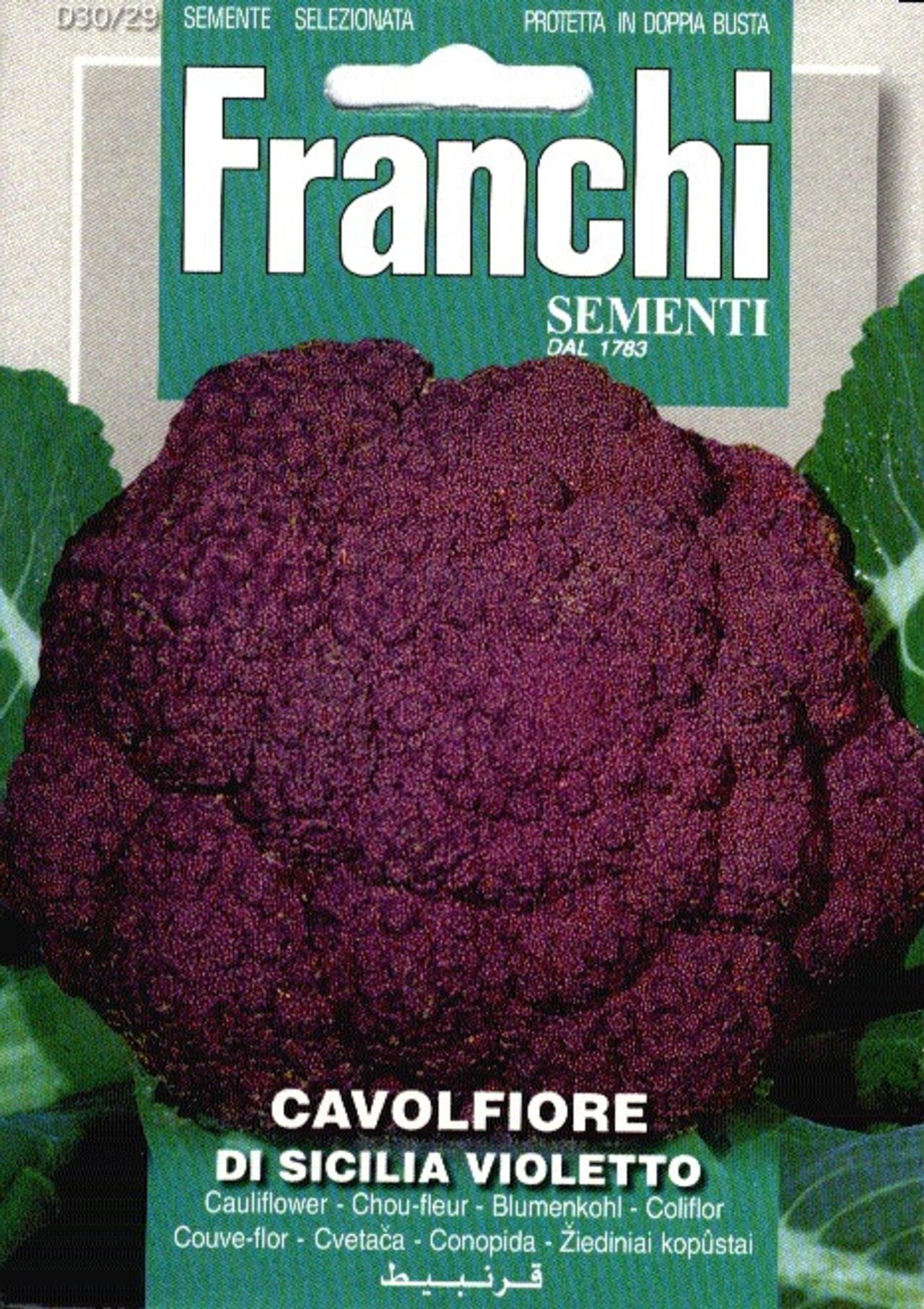 Brassica oleracea 'Violetto' plant