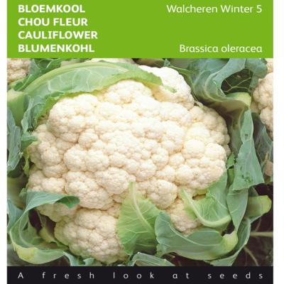 brassica-oleracea-walcheren-winter-5