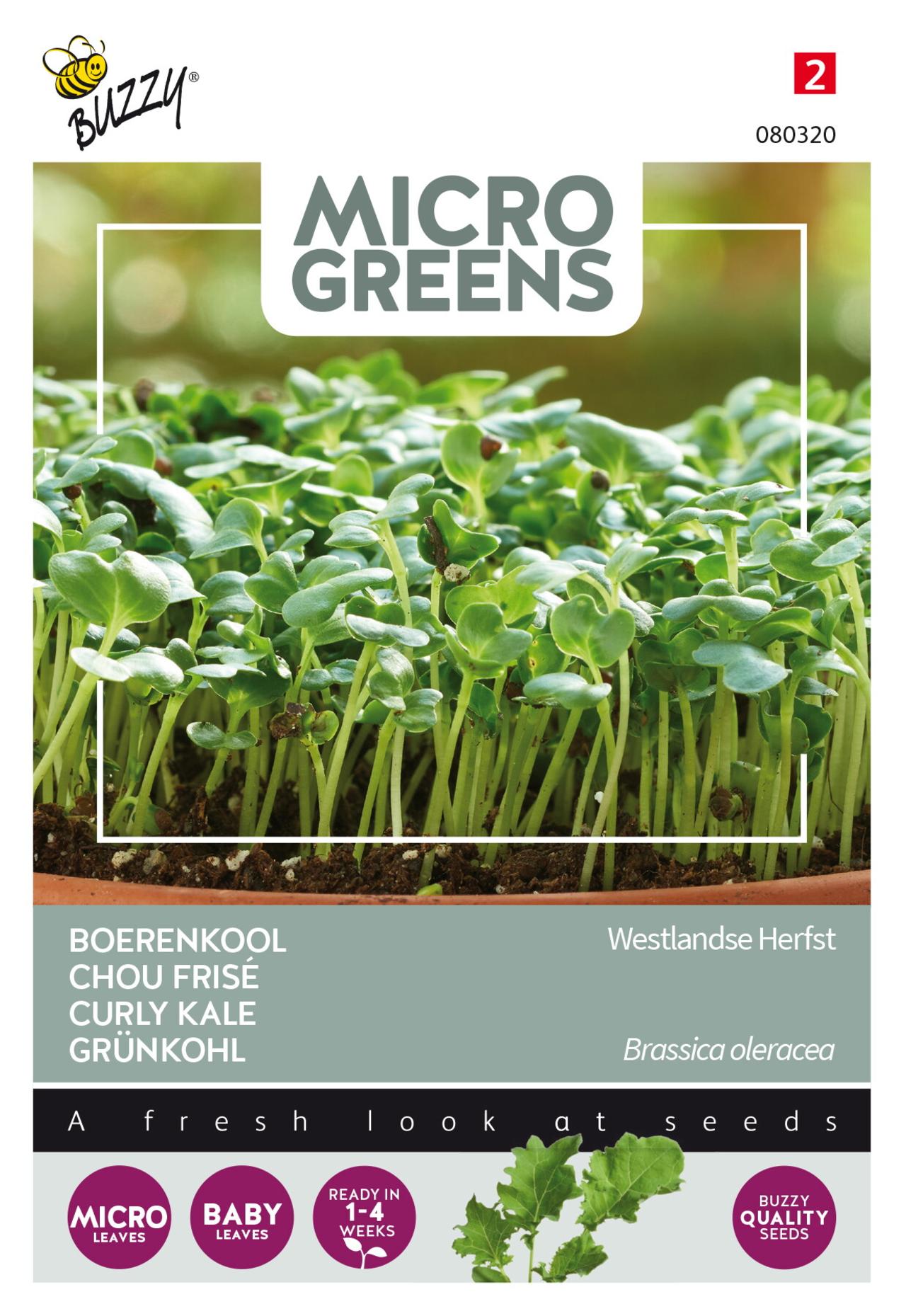 Brassica oleracea 'Westlandse Herfst' (microgreens) plant
