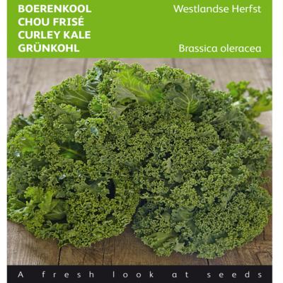 brassica-oleracea-westlandse-herfst