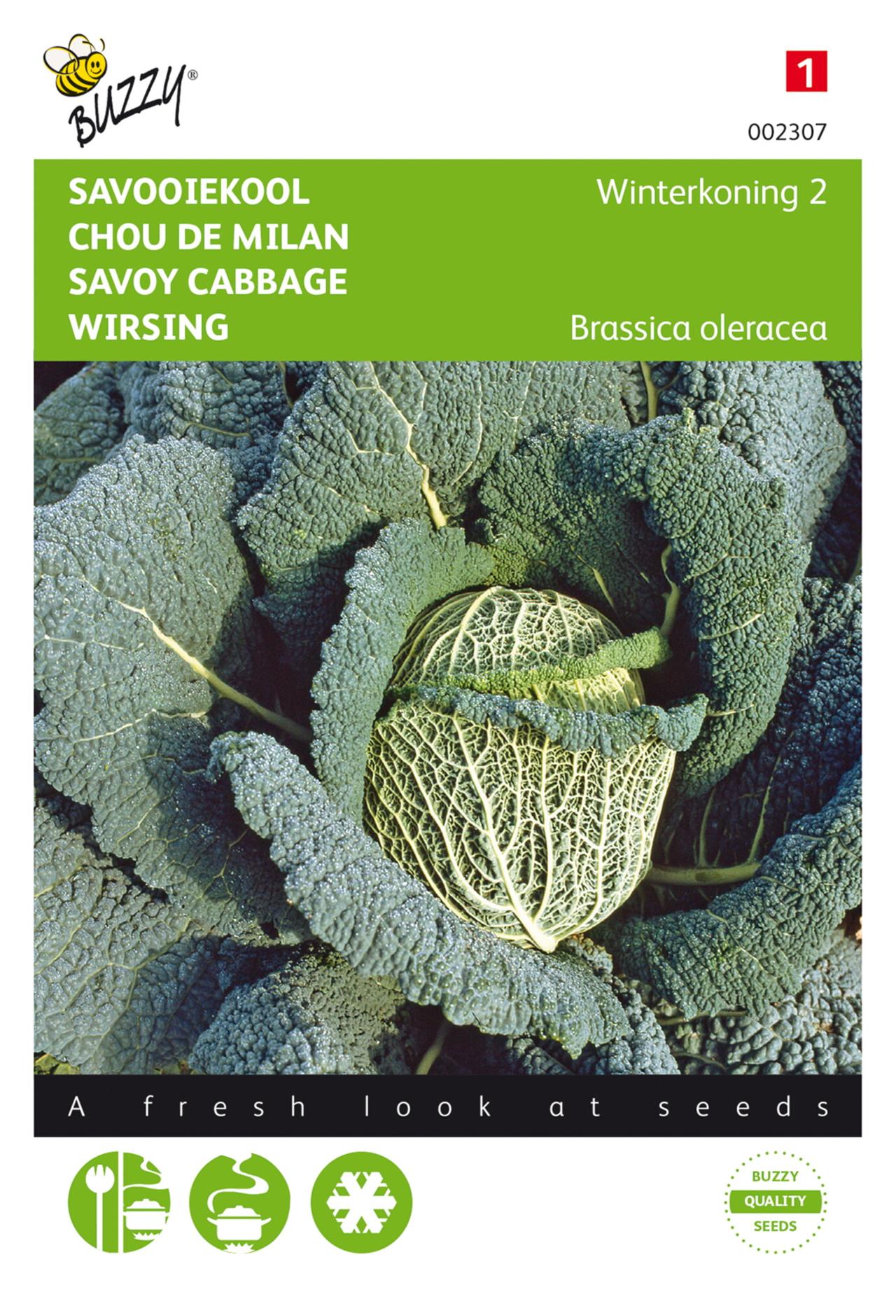Brassica oleracea 'Winterkoning 2' plant