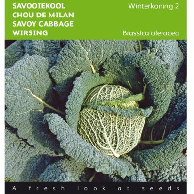 brassica-oleracea-winterkoning-2