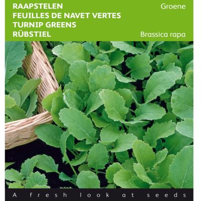 brassica-rapa-groene