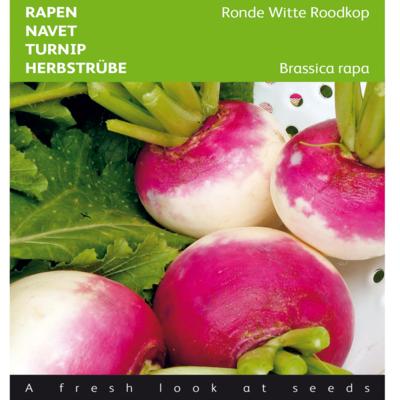 brassica-rapa-ronde-witte-roodkop-de-nancy