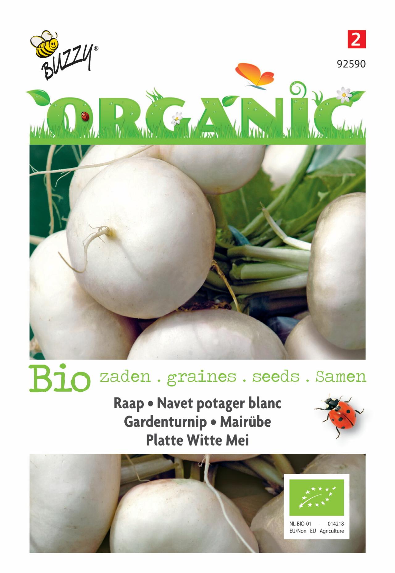 Brassica rapa var. rapa ' Platte Witte Mei' (BIO) plant