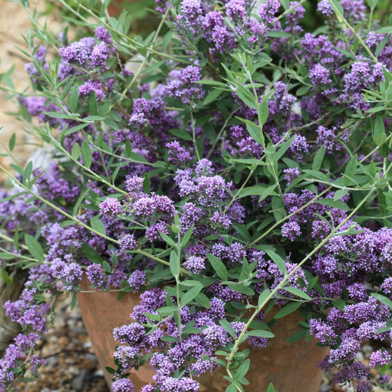 Buddleja alternifolia 'Unique' plant