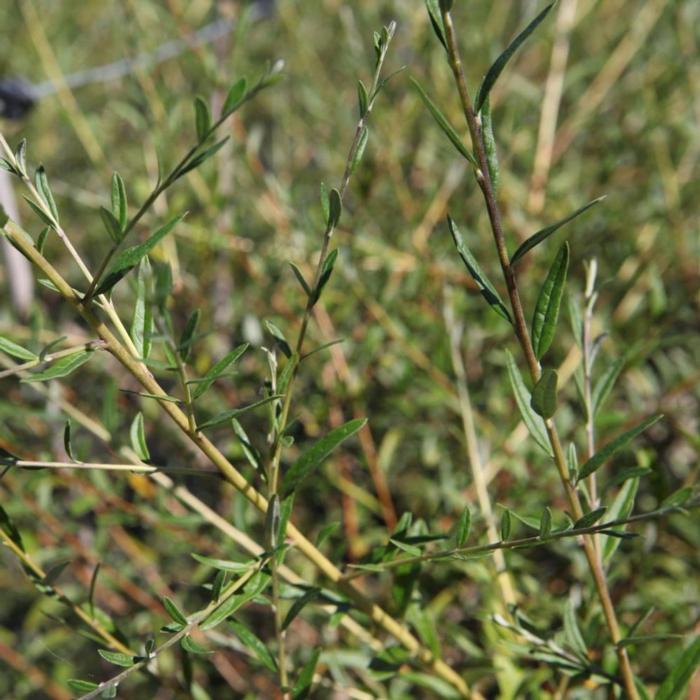 Buddleja alternifolia plant