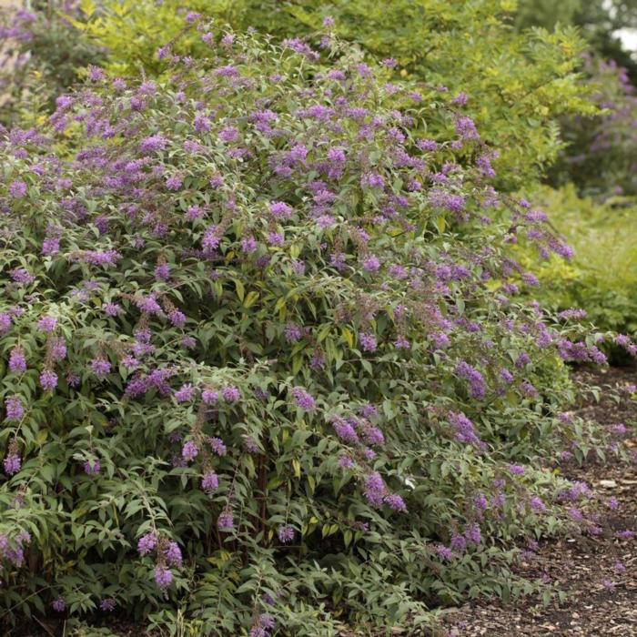 Buddleja 'Argus Velvet' plant