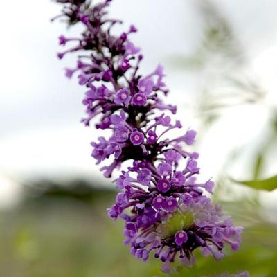 buddleja-argus-velvet