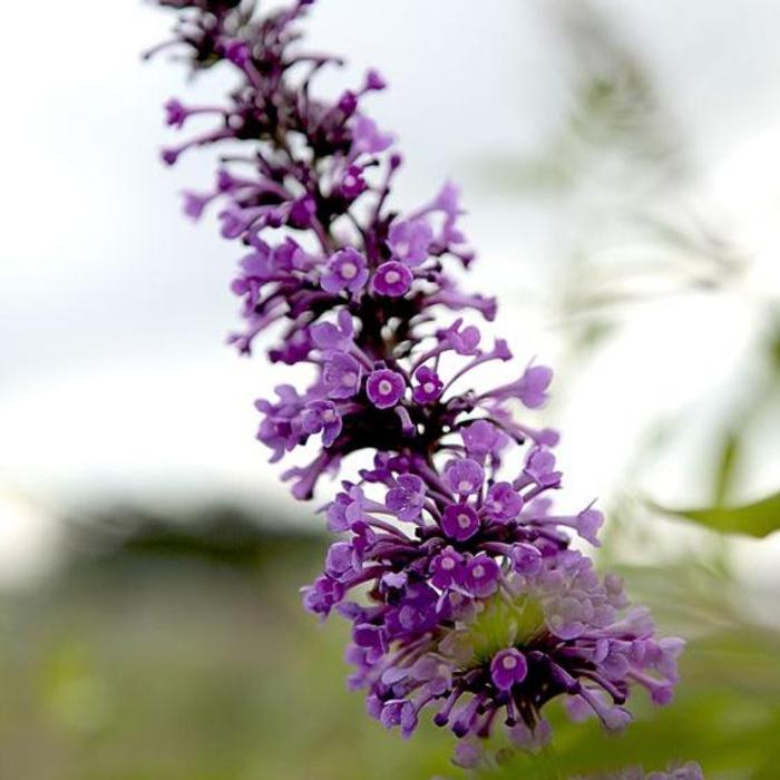 Buddleja 'Argus Velvet' plant