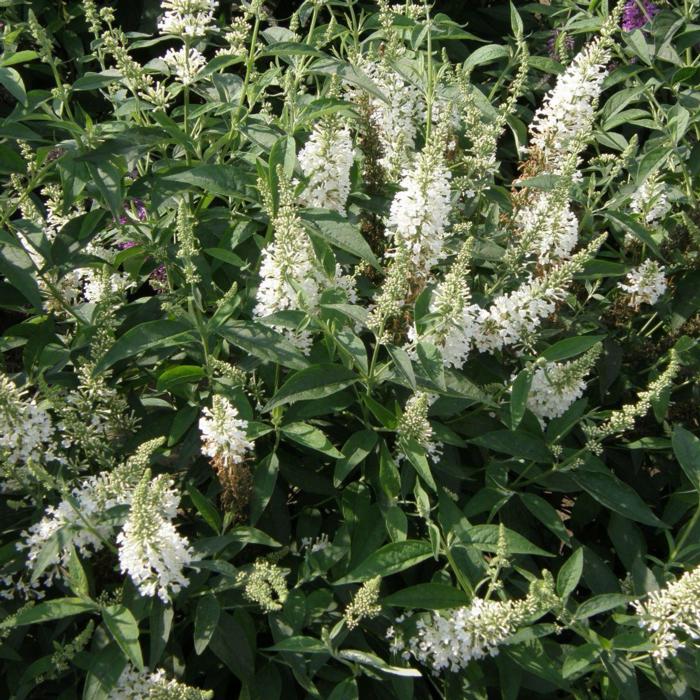 Buddleja 'Argus White' plant