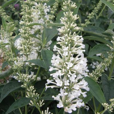 buddleja-argus-white