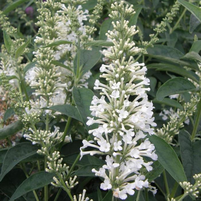 Buddleja 'Argus White' plant