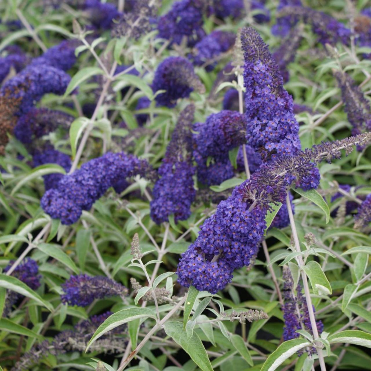 Buddleja davidii 'Adonis Blue' plant