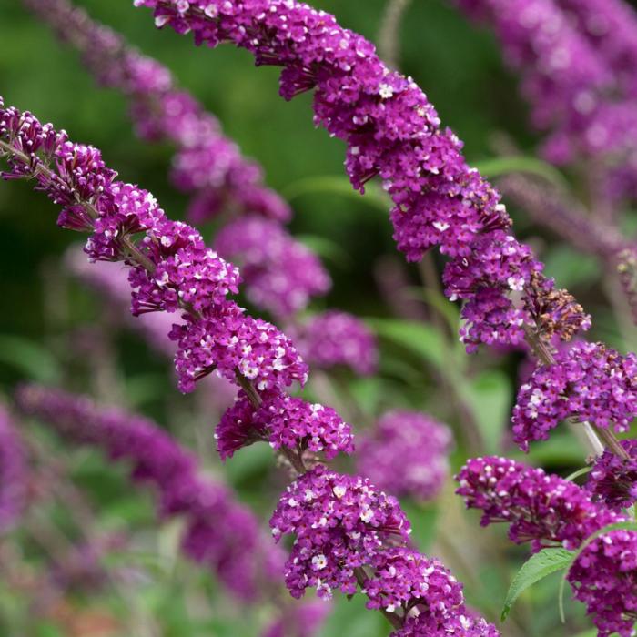 Buddleja davidii 'Berries and Cream' plant