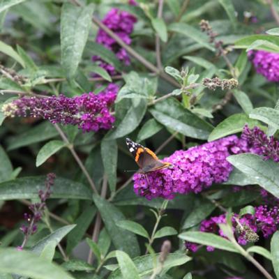 buddleja-davidii-berries-and-cream