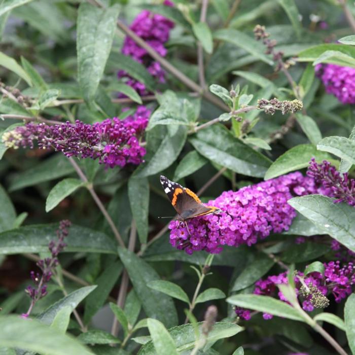 Buddleja davidii 'Berries and Cream' plant