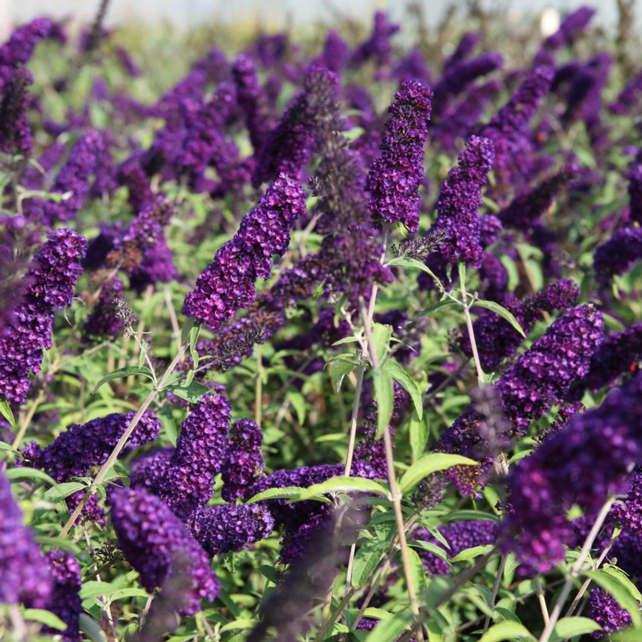 Buddleja davidii 'Black Knight' plant