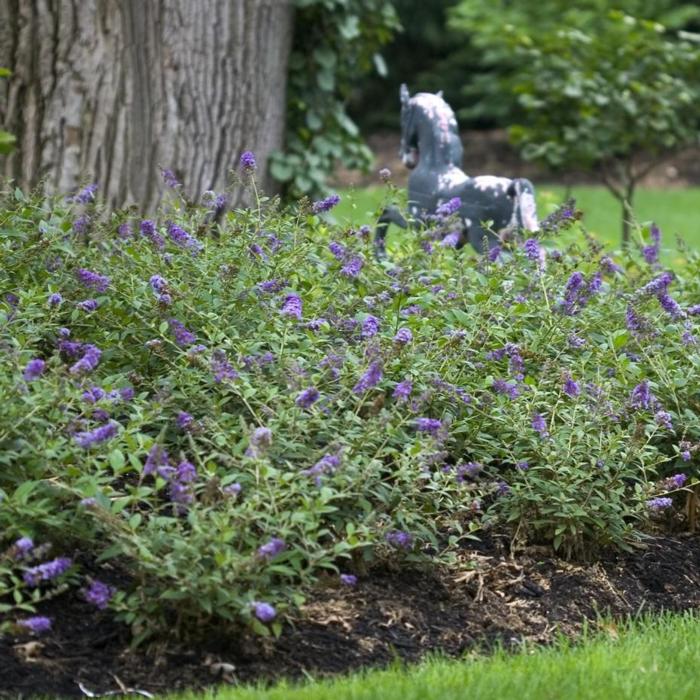 Buddleja davidii 'Blue Chip' plant