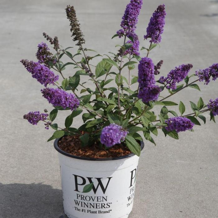 Buddleja davidii 'Blue Chip' plant