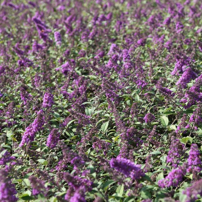 Buddleja davidii 'Blue Chip' plant