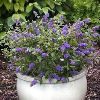 buddleja-davidii-blue-chip