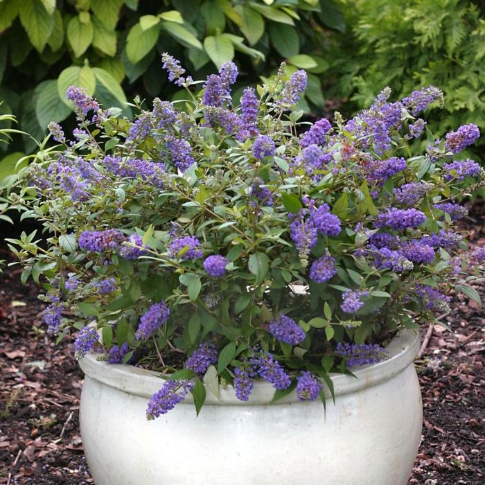 Buddleja davidii 'Blue Chip' plant