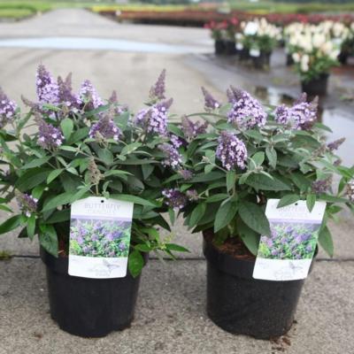 buddleja-davidii-butterfly-candy-lila-sweetheart