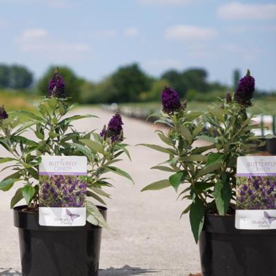 buddleja-davidii-butterfly-candy-little-blackberry