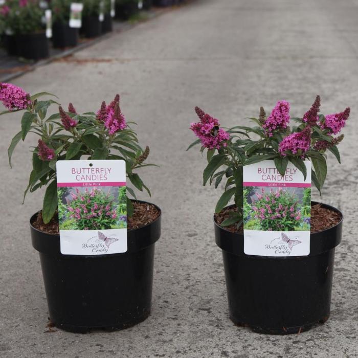 Buddleja davidii Butterfly Candy 'Little Pink' plant