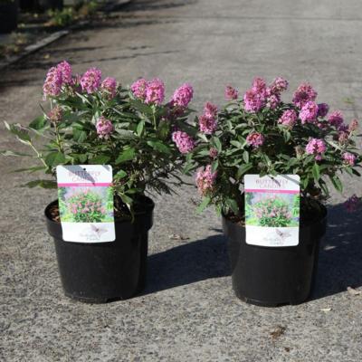 buddleja-davidii-butterfly-candy-little-pink