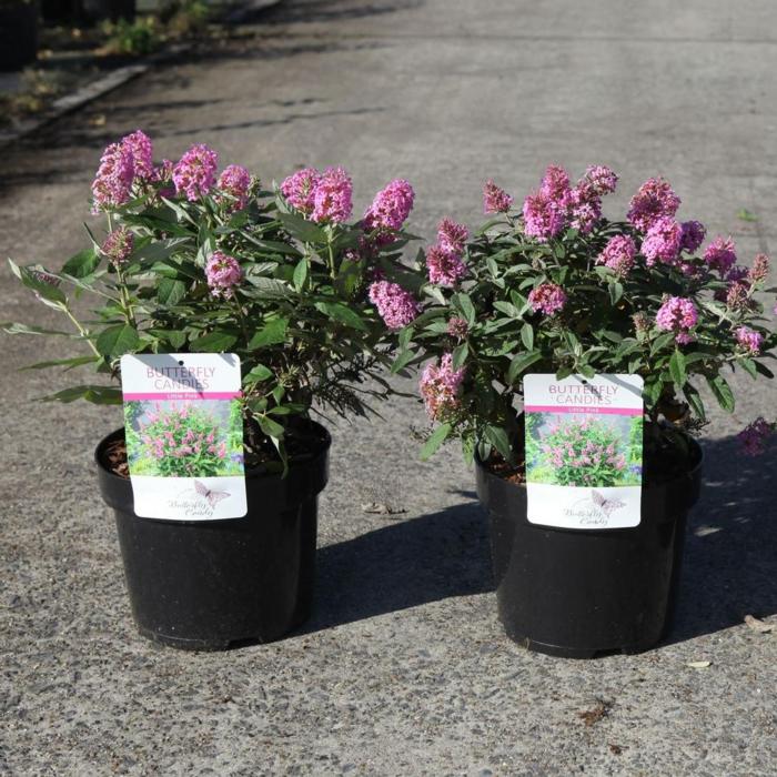 Buddleja davidii Butterfly Candy 'Little Pink' plant