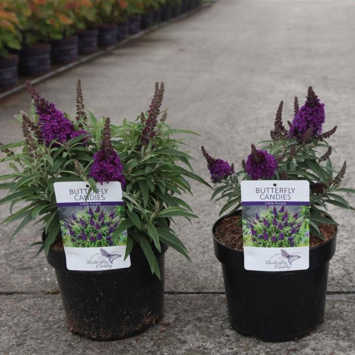 Buddleja davidii Butterfly Candy 'Little Purple' plant