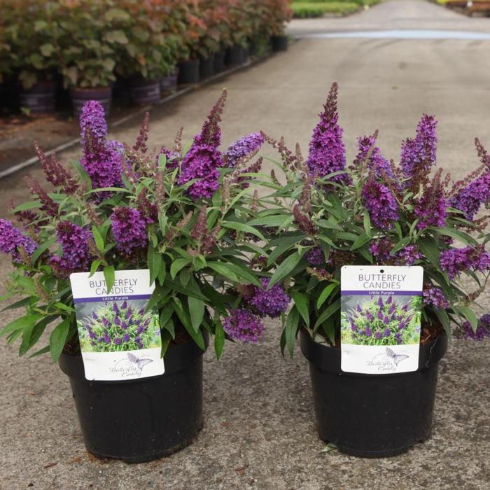 Buddleja davidii Butterfly Candy 'Little Purple' plant