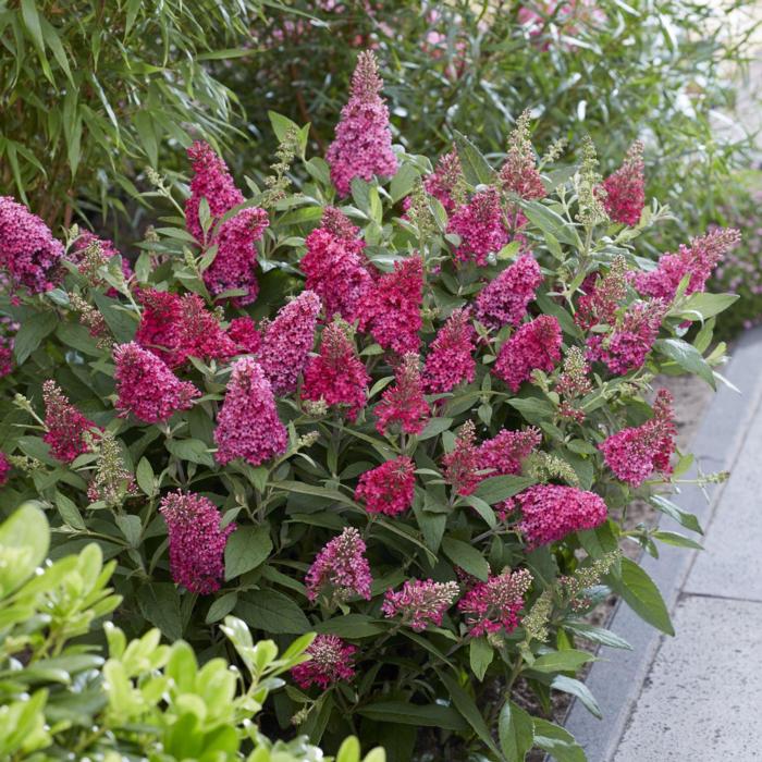 Buddleja davidii Butterfly Candy 'Little Ruby' plant