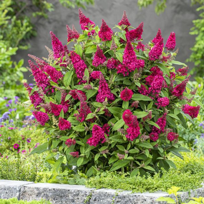 Buddleja davidii Butterfly Candy 'Little Ruby' plant