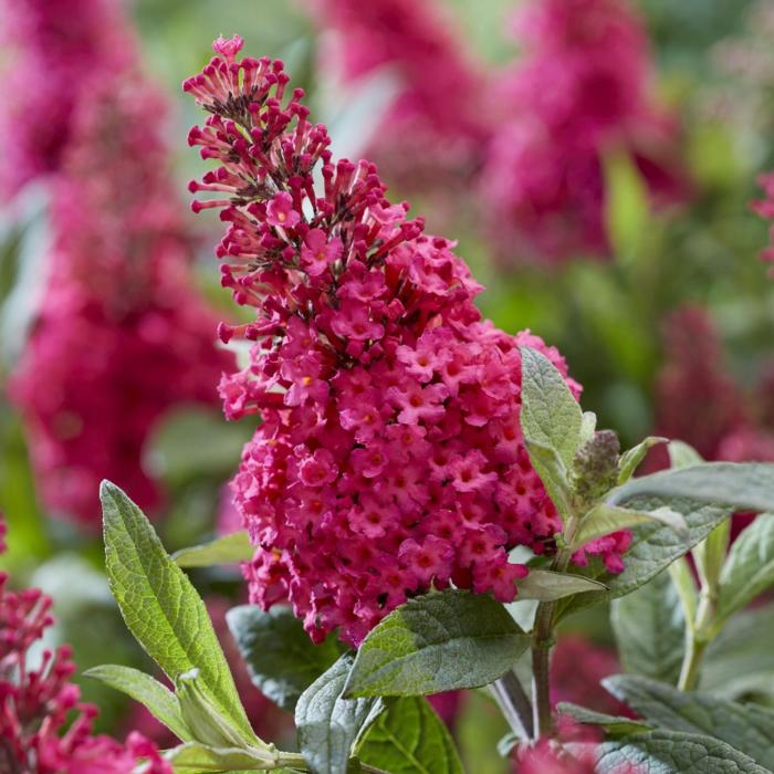 Buddleja davidii Butterfly Candy 'Little Ruby' plant