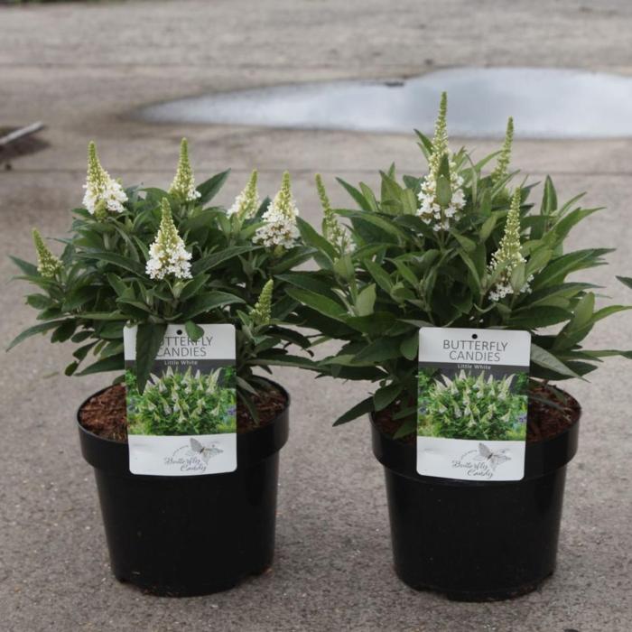 Buddleja davidii Butterfly Candy 'Little White' plant