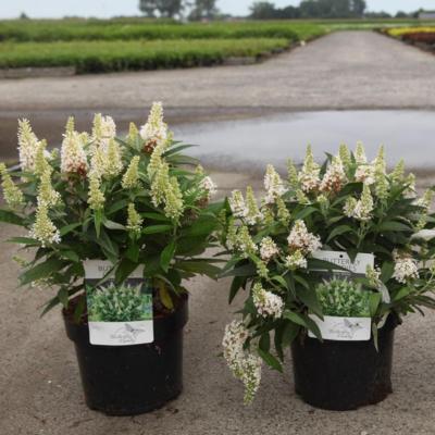 buddleja-davidii-butterfly-candy-little-white